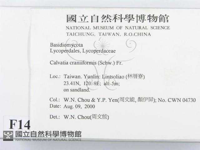 頭狀禿馬勃藏品圖，第2張