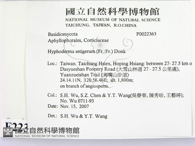 剛毛絲皮菌藏品圖，第2張