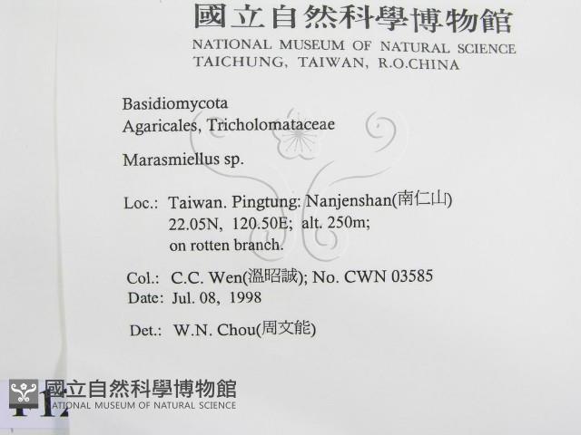 微皮傘屬藏品圖，第2張