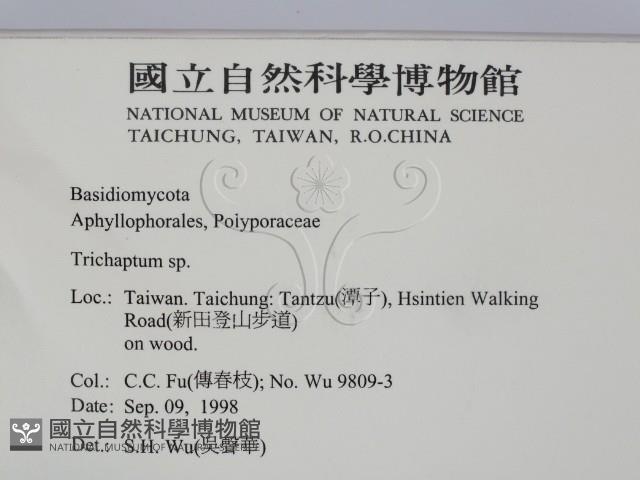 附毛菌屬藏品圖，第2張