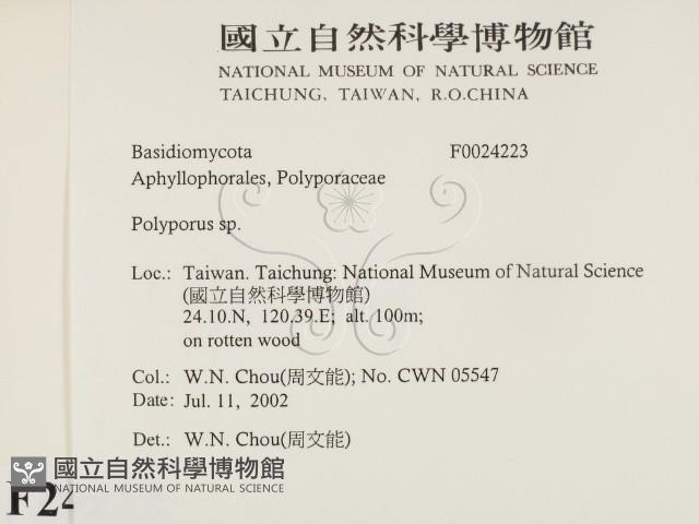 多孔菌屬藏品圖，第2張