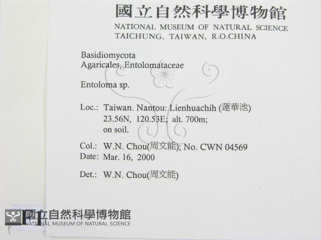 粉褶菌屬藏品圖，第2張