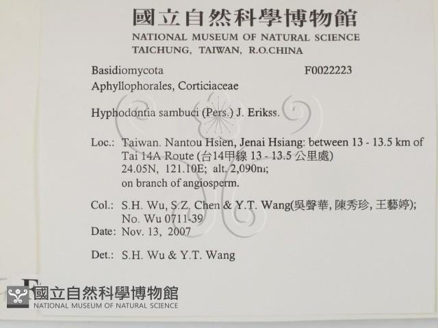 冇骨消絲齒菌藏品圖，第2張