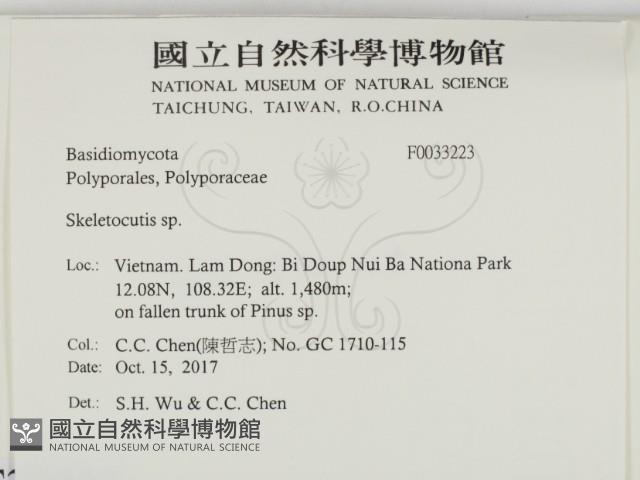 骨皮菌屬藏品圖，第2張