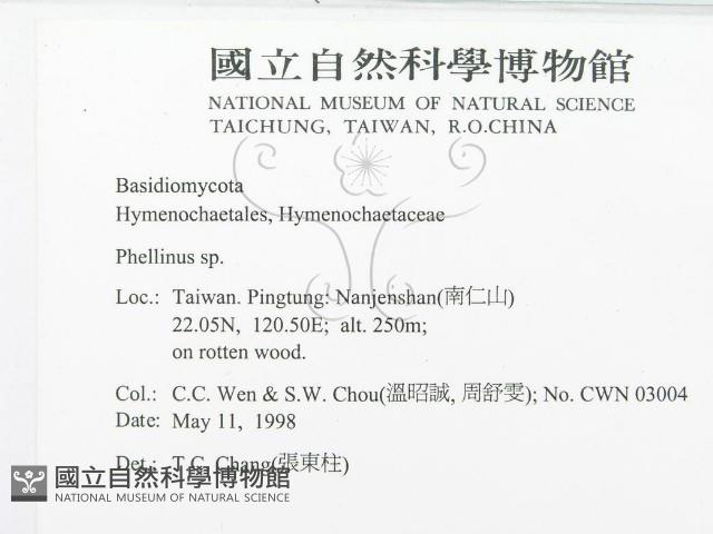 木層孔菌屬藏品圖，第2張