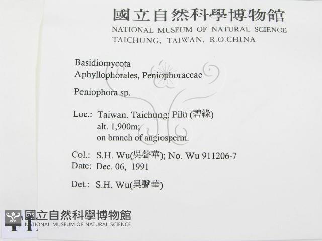 筍殼菌屬藏品圖，第2張