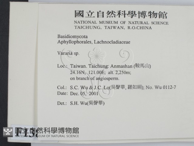 叉絲革菌屬藏品圖，第2張
