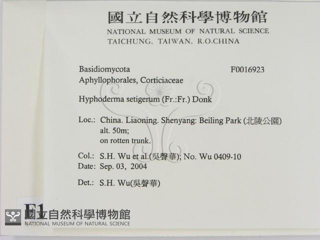 剛毛絲皮菌藏品圖，第2張