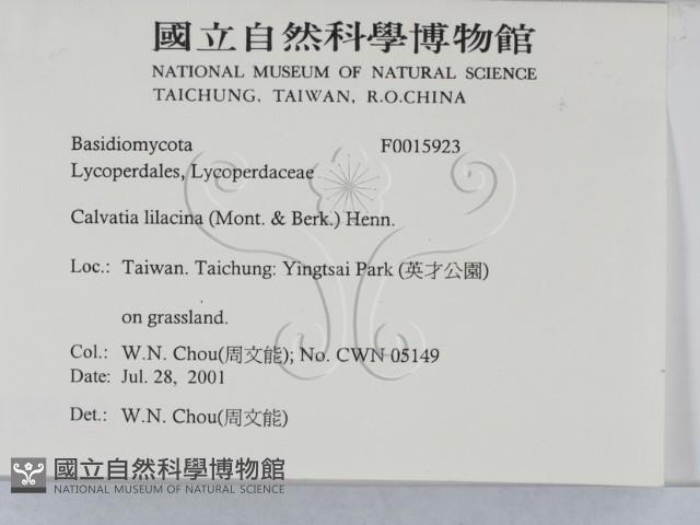 紫色禿馬勃藏品圖，第2張