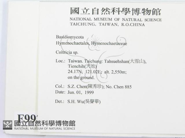集毛菌屬藏品圖，第2張