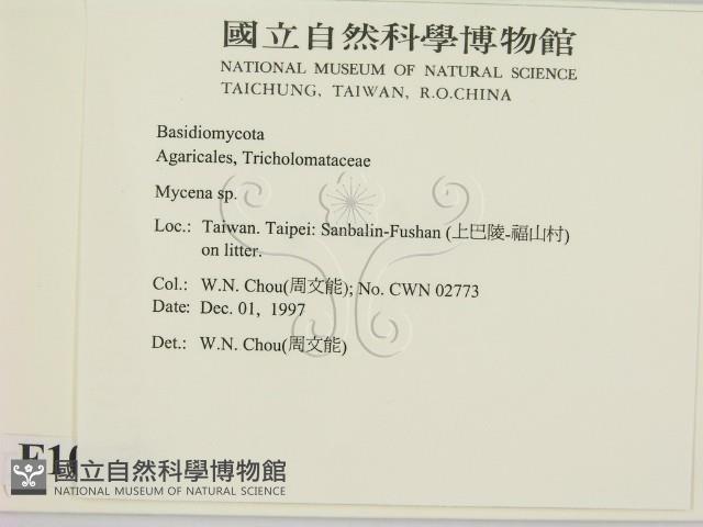 小菇屬藏品圖，第2張