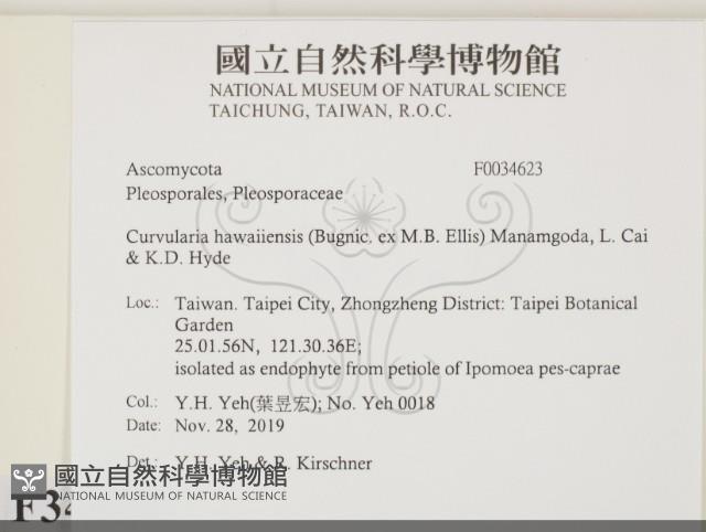 登錄號:F0034623藏品圖，第2張