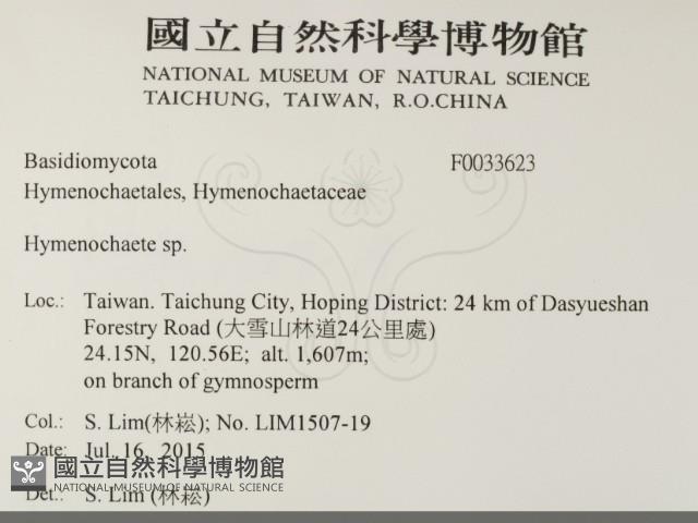 刺革菌屬藏品圖，第2張