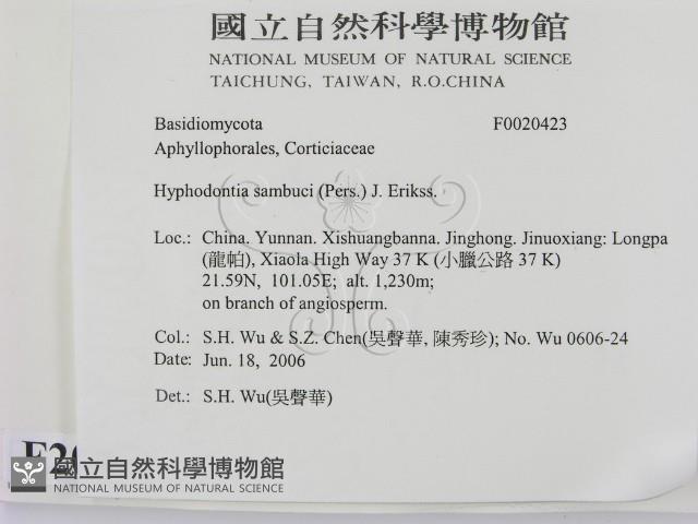 冇骨消絲齒菌藏品圖，第2張