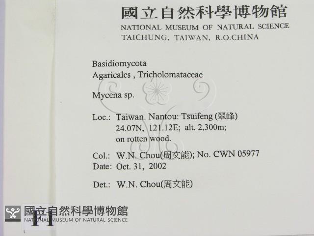 小菇屬藏品圖，第2張