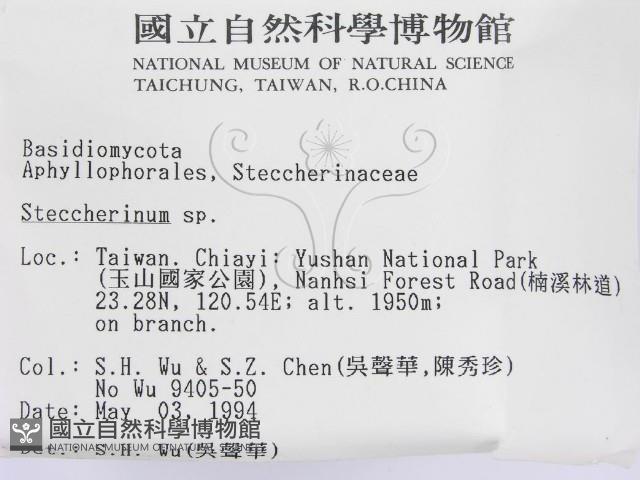 齒耳菌屬藏品圖，第2張