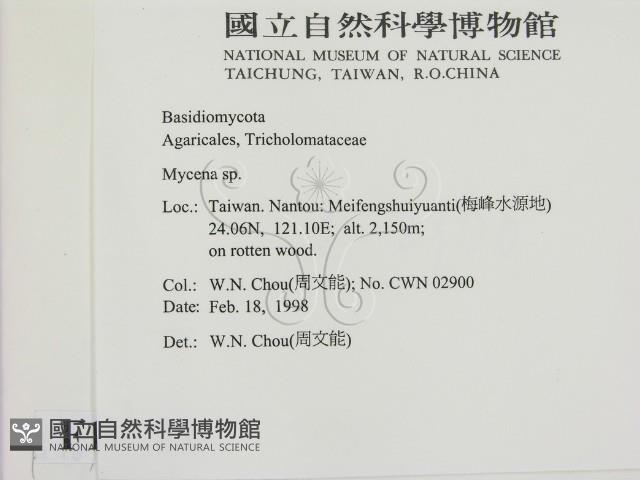 小菇屬藏品圖，第2張