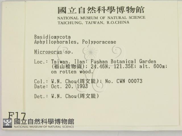 小孔菌屬藏品圖，第2張