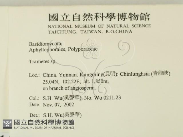 栓菌屬藏品圖，第2張