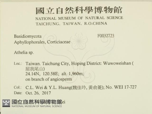 阿太菌屬藏品圖，第2張