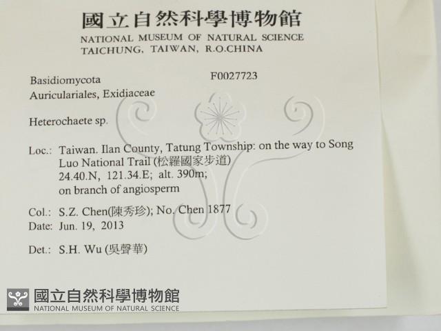 刺皮菌屬藏品圖，第2張