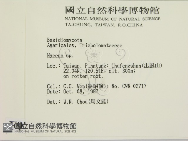 小菇屬藏品圖，第2張
