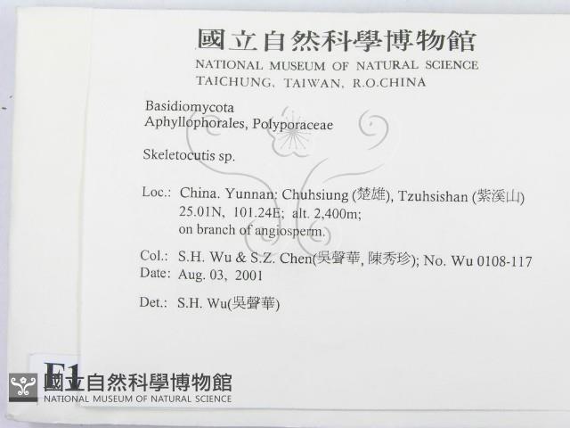 骨皮菌屬藏品圖，第2張
