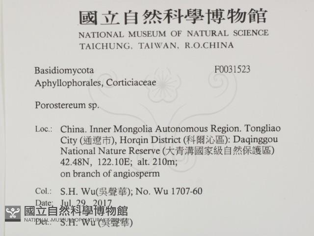 孔韌菌屬藏品圖，第2張