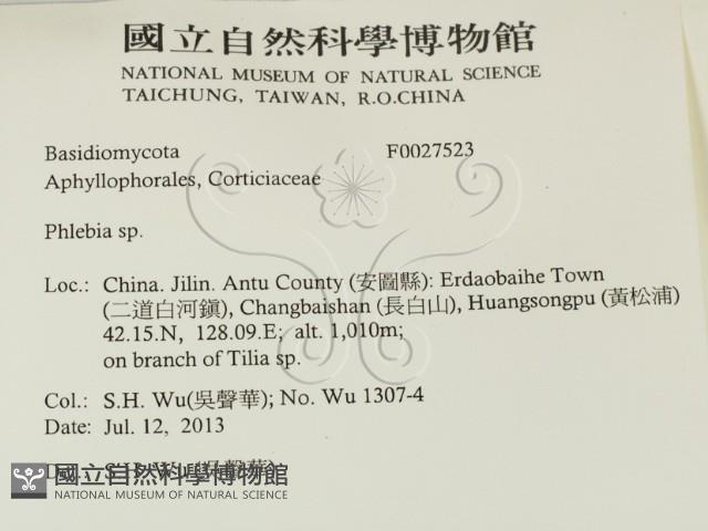 射脈菌屬藏品圖，第2張