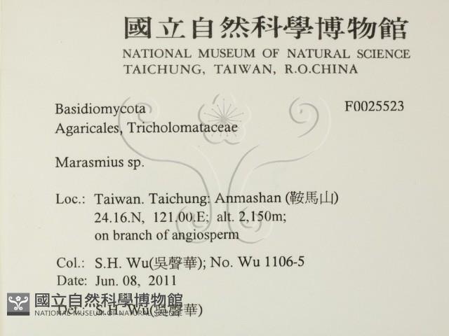 小皮傘屬藏品圖，第2張