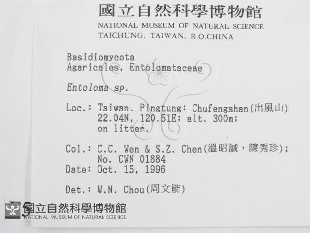 粉褶菌屬藏品圖，第2張