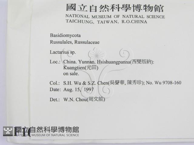 乳菇屬藏品圖，第2張