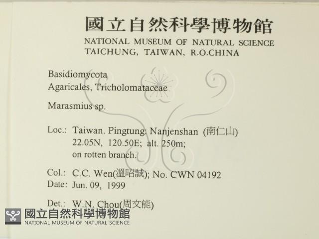 小皮傘屬藏品圖，第2張