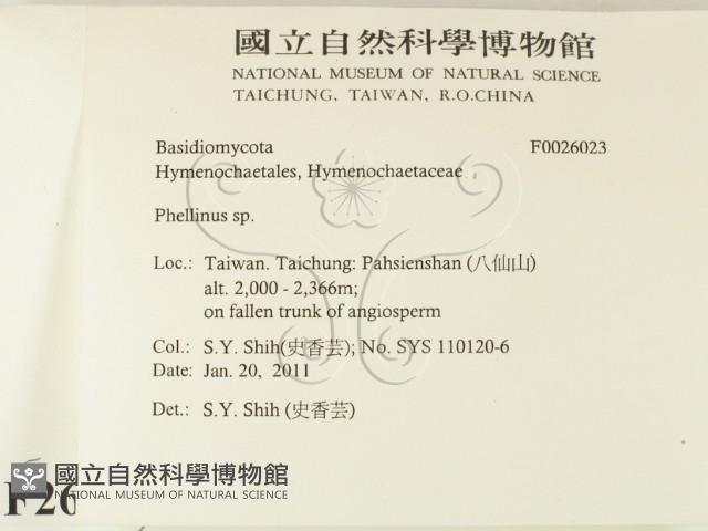 木層孔菌屬藏品圖，第2張