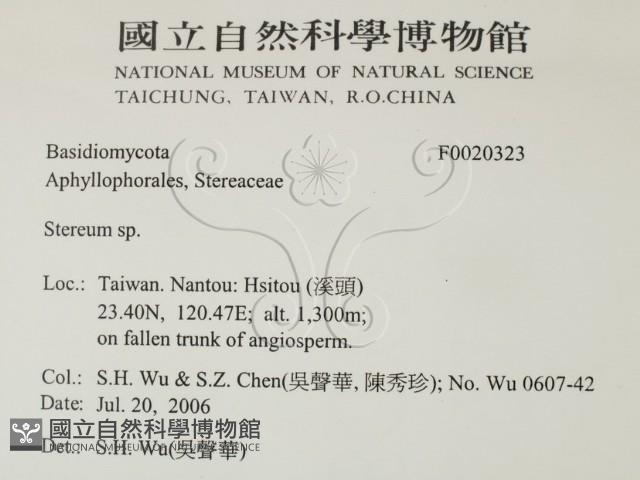韌革菌屬藏品圖，第2張