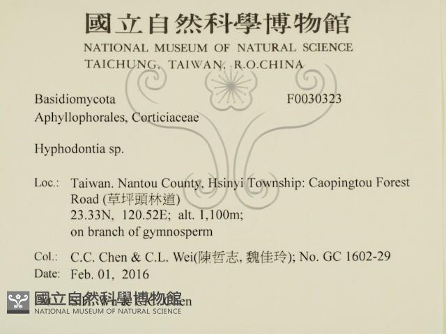 絲齒菌屬藏品圖，第2張