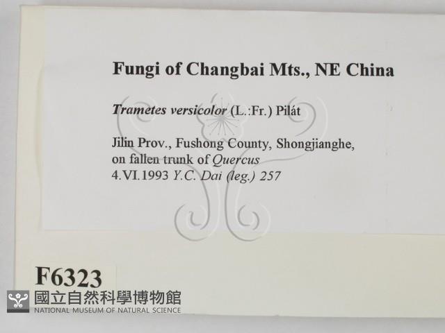 雲芝藏品圖，第2張