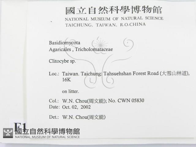 杯傘屬藏品圖，第2張