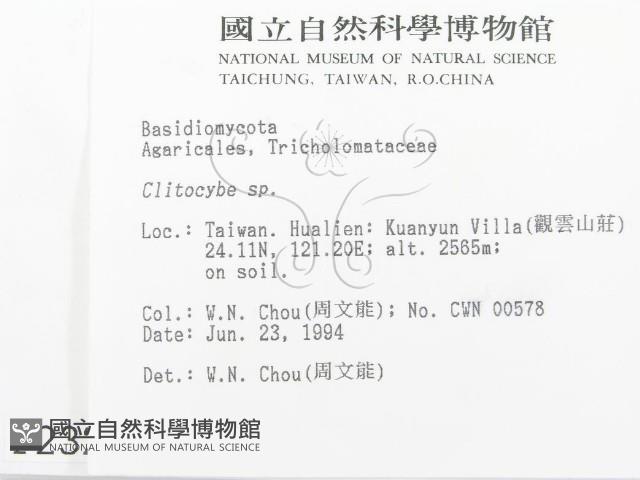 杯傘屬藏品圖，第2張