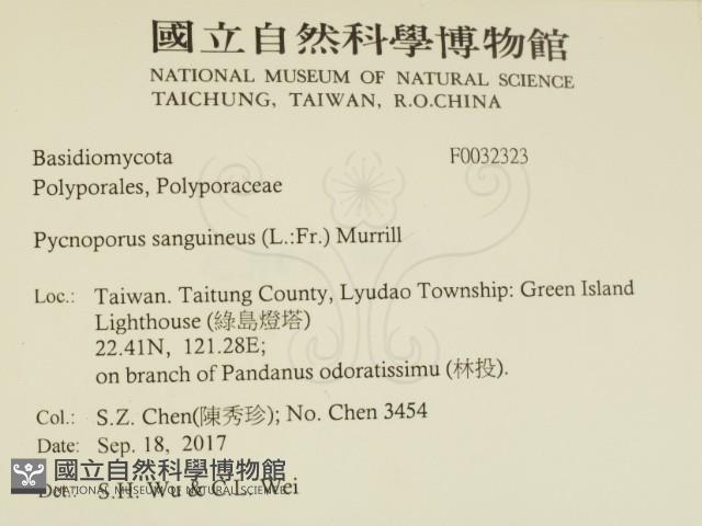 血紅密孔菌藏品圖，第2張