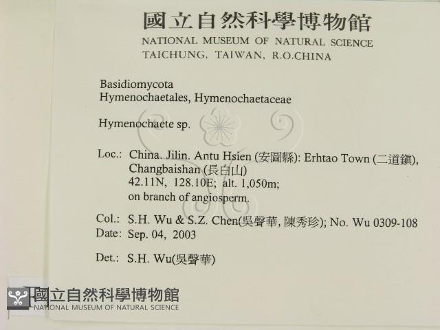刺革菌屬藏品圖，第2張