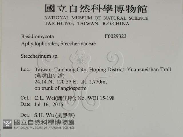 齒耳菌屬藏品圖，第2張