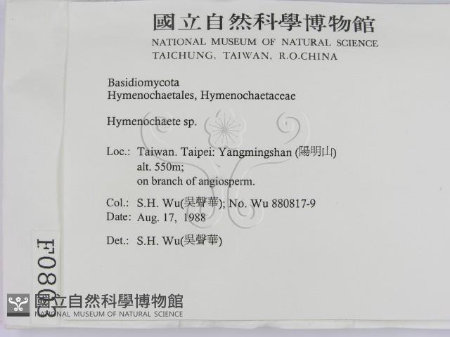 刺革菌屬藏品圖，第2張