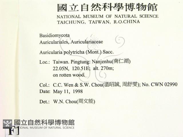 毛木耳藏品圖，第2張