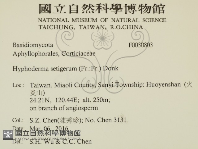 剛毛絲皮菌藏品圖，第2張