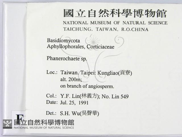 顯絲菌屬藏品圖，第2張