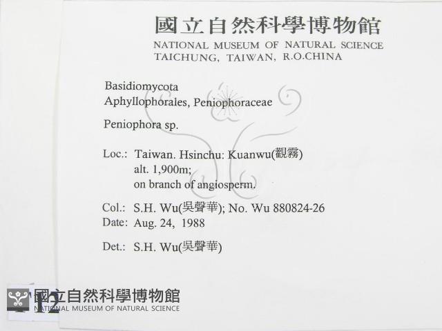 筍殼菌屬藏品圖，第2張