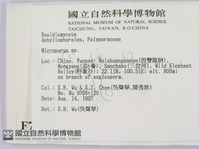 小孔菌屬藏品圖，第2張