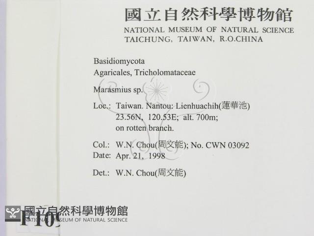 小皮傘屬藏品圖，第2張