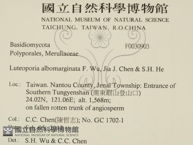 白邊黃孔菌藏品圖，第2張